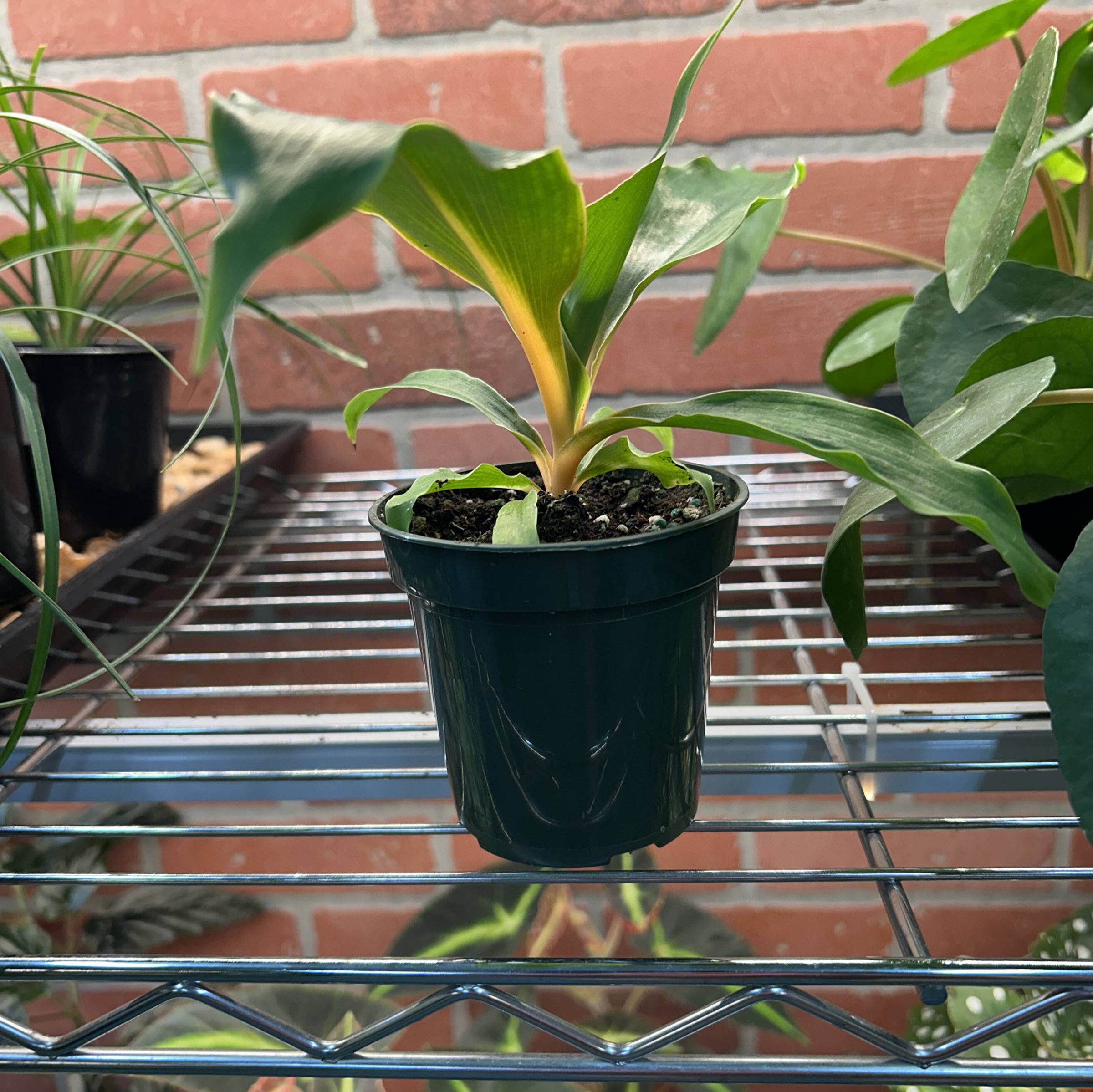 Plant of the Month: Mandarin Spider Plant | Succulent Garden LLC