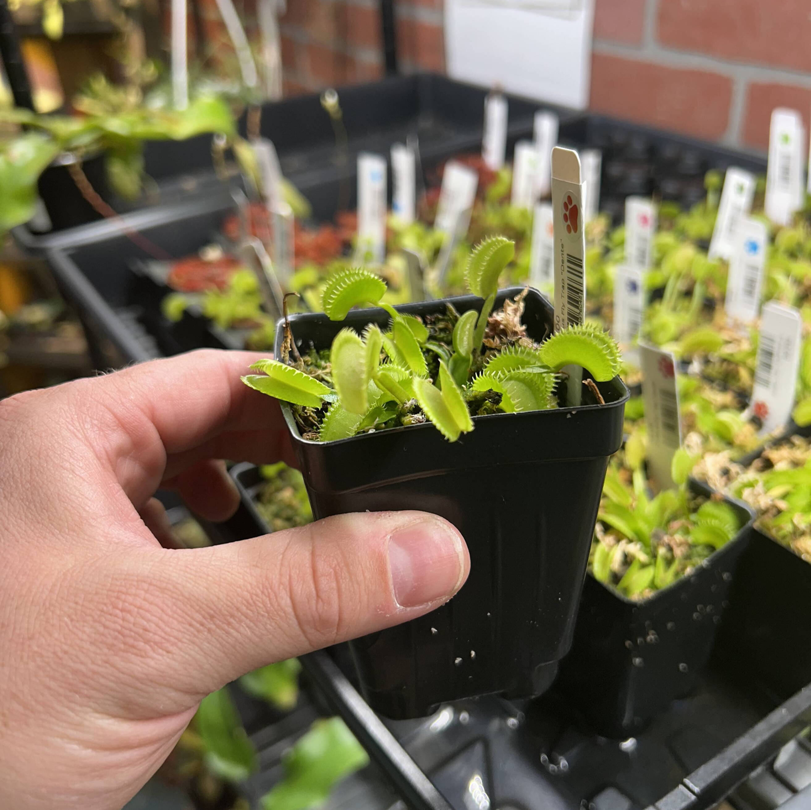 🎃 Plant of the Month: Venus Fly Trap 'Dente' — Nature's Little