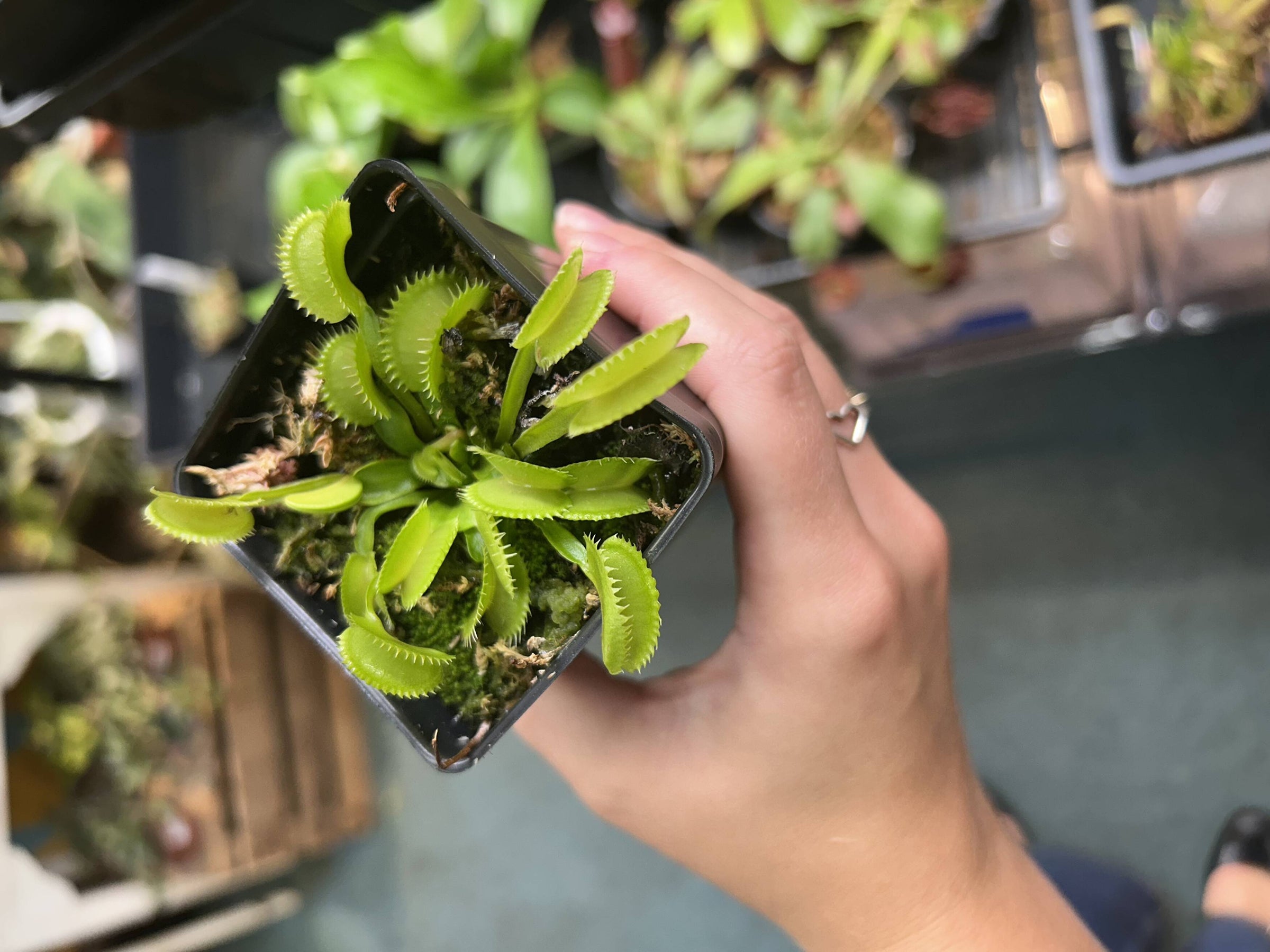 🎃 Plant of the Month: Venus Fly Trap 'Dente' — Nature's Little