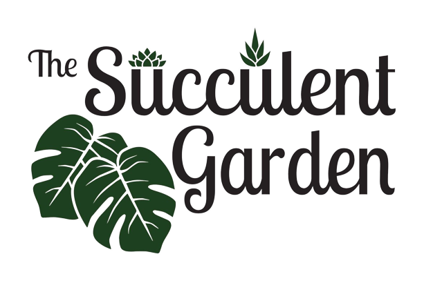 Pothos Lizard Queen 4 | Succulent Garden LLC